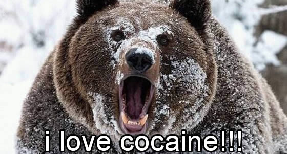 bear-cocaine.jpg