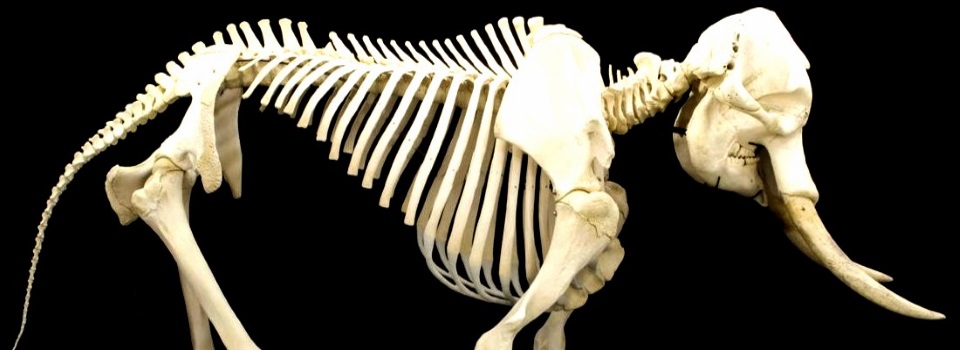 The Elephant Skeleton in our Closet