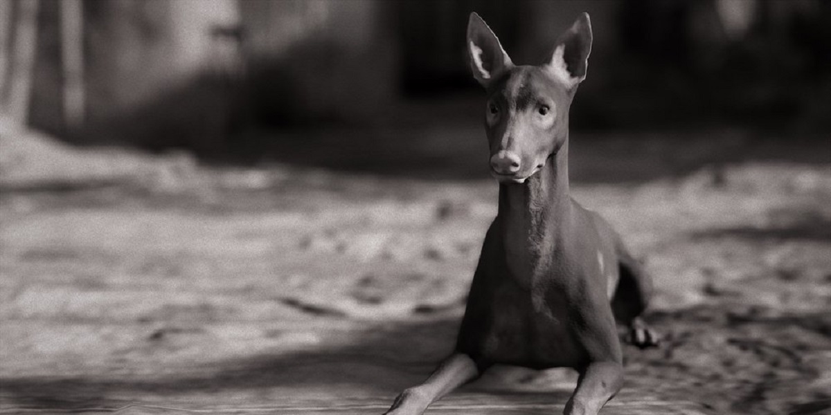 Assassins%20Creed%20Origins%20Dog.jpg